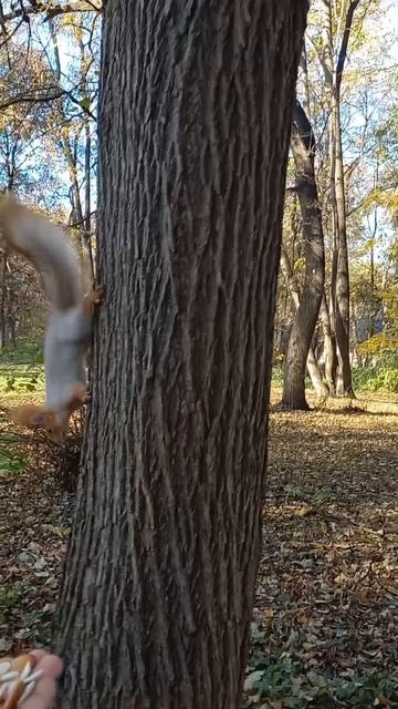 Кормление белочек в парке Рязани