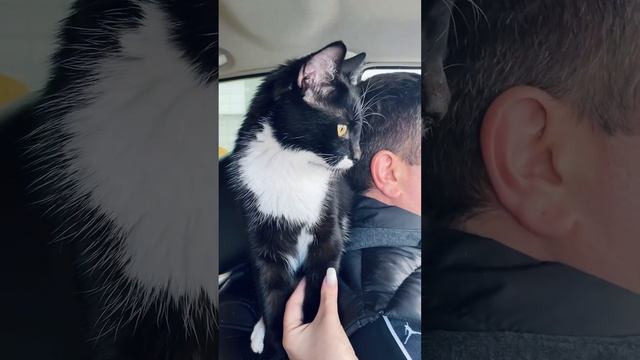 Нарезка 93 кот Москвич, моменты из жизни, подписывайтесь на нас, у нас всегда только  позитив