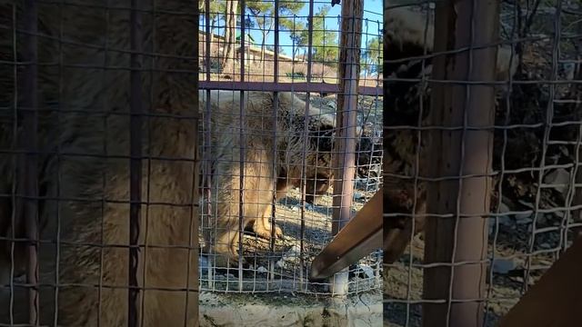 Сафари парк. История бурого мишки.