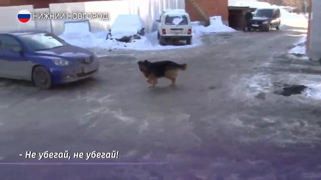 Нижегородский Хатико