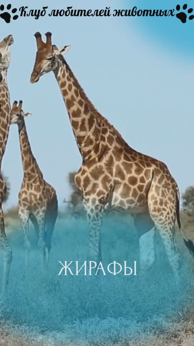 Жирафы
