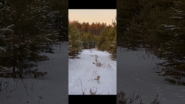 Неожиданная встреча в лесу с косулями