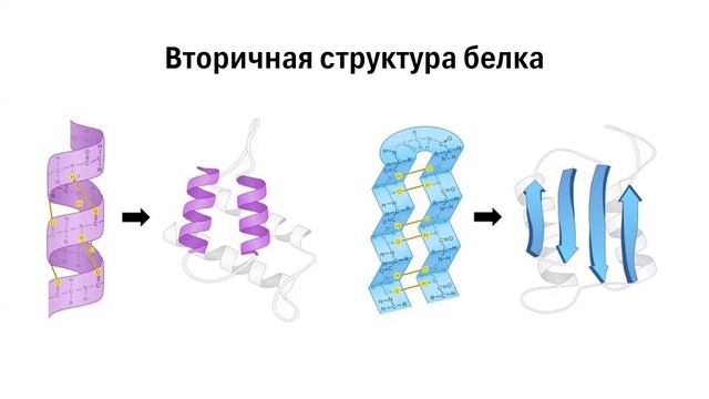 Лекция 1. Химия белка.