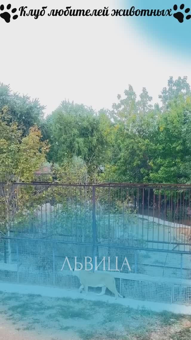 Львица