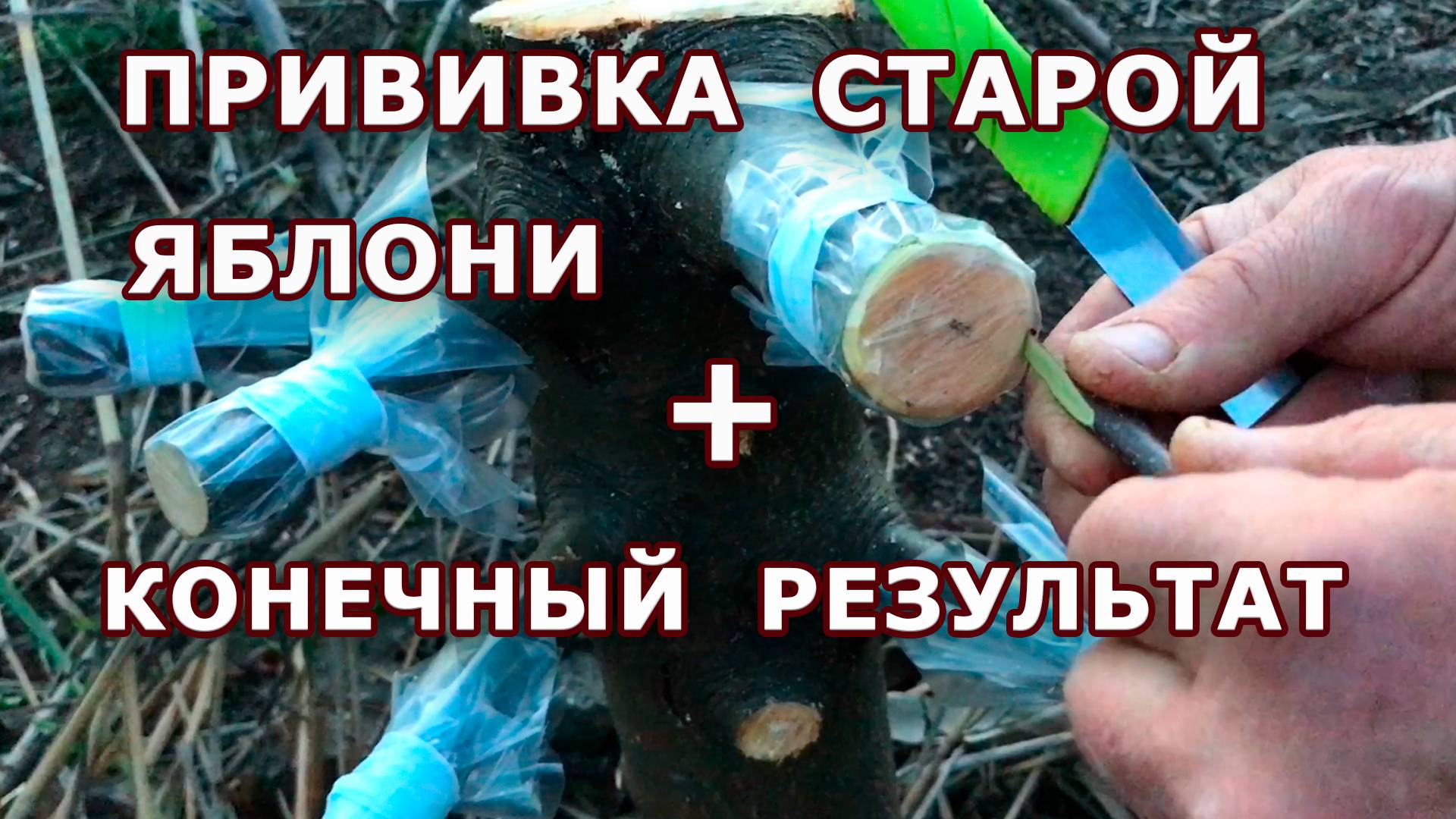 Прививка старой яблони новым методом !