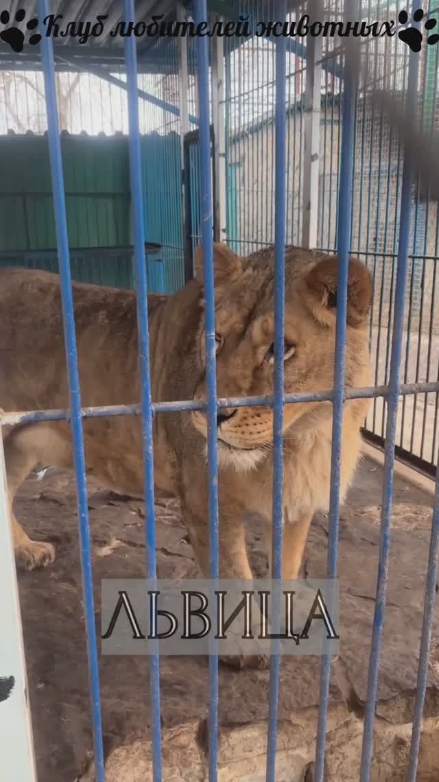 Львица