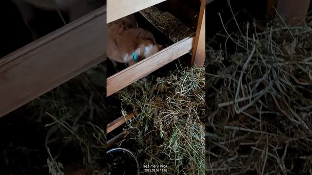 катумская овца принесла 2 баранчиков