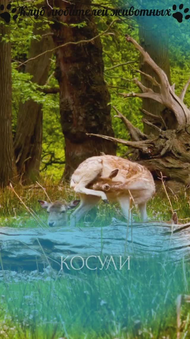 Косули (1)