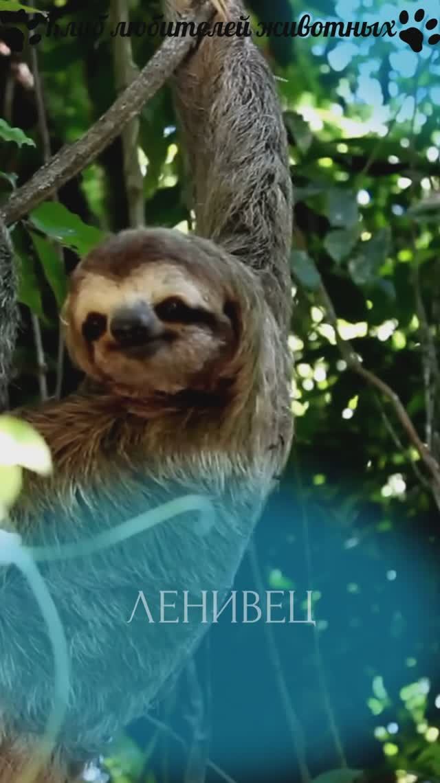 Ленивец
