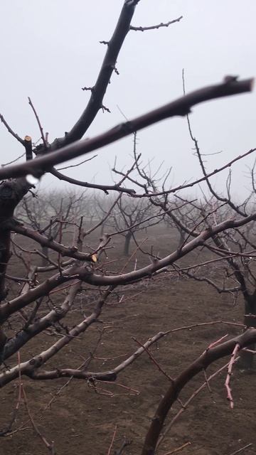 Когда НЕЛЬЗЯ обрезать деревья ?!