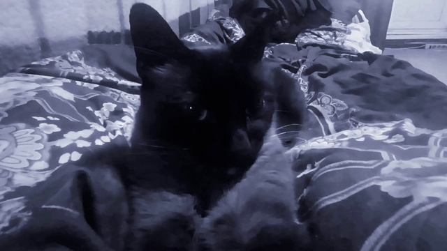 Кот Бэтмен)