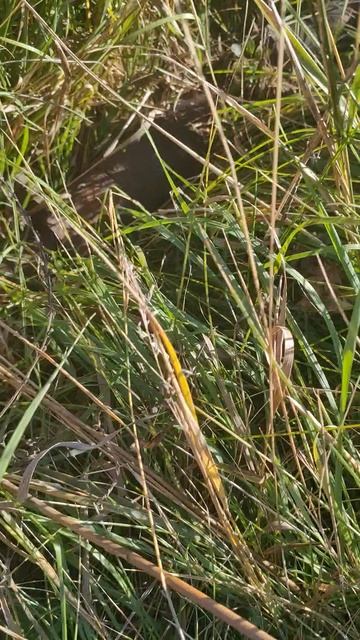 Нашел огромный вал