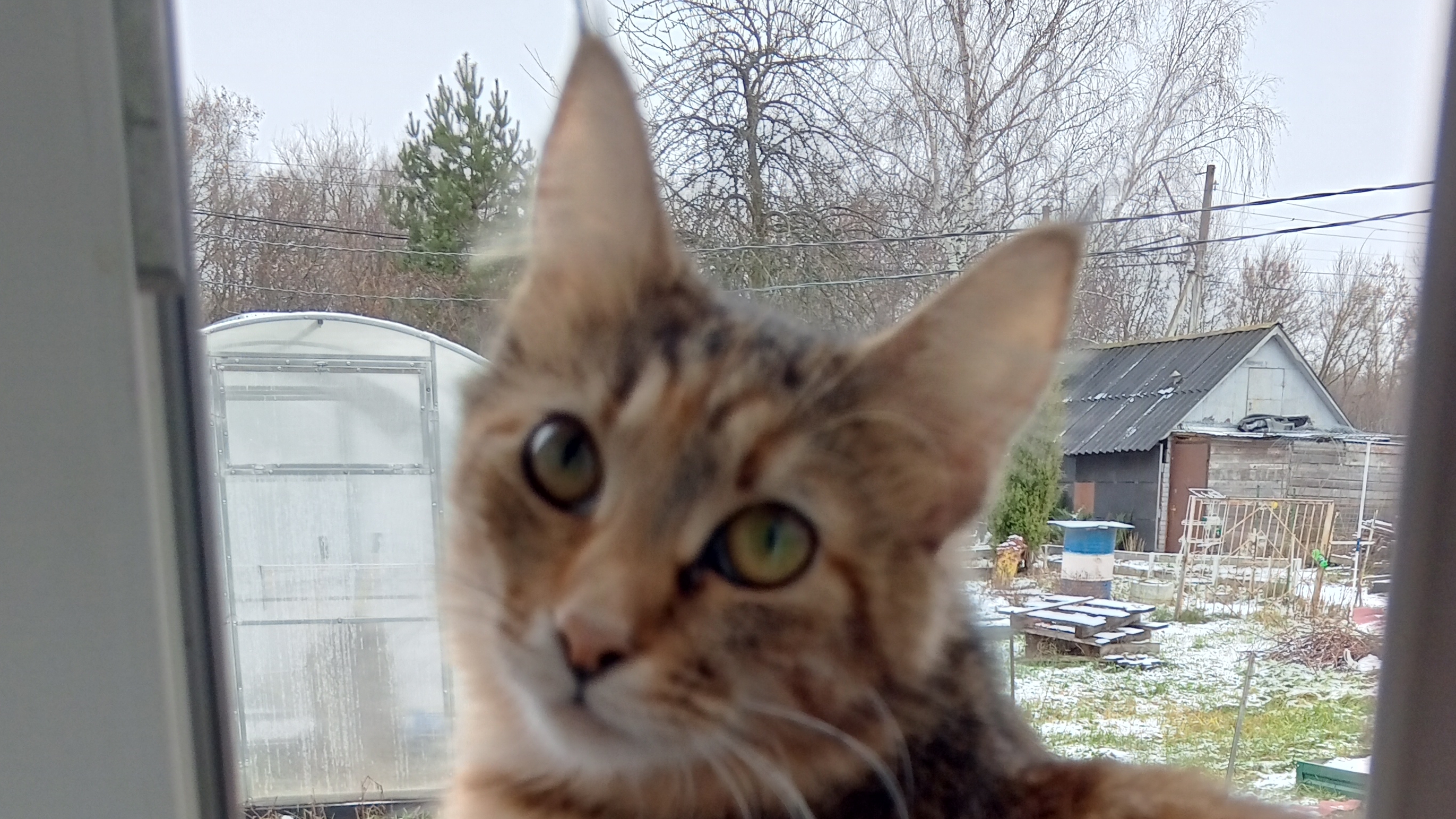 Кошка Мышка