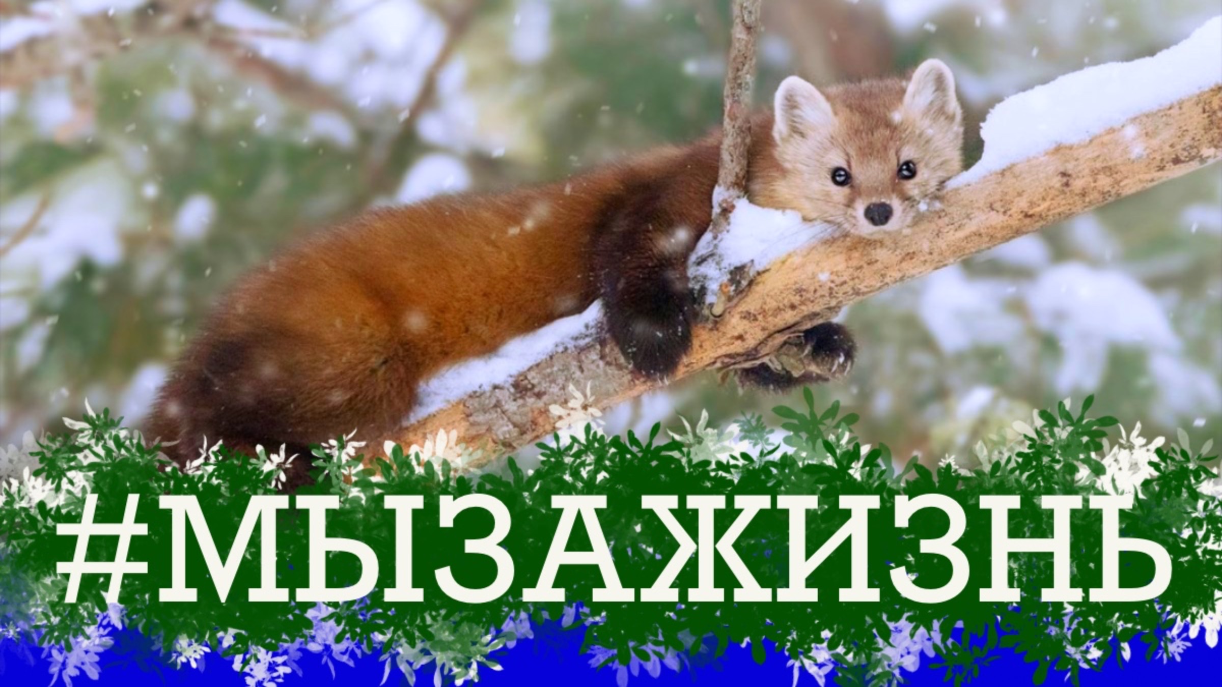 Спасли куницу , избавили из капкана.