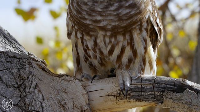 BIRDS OF PREY 4K (ULTRA HD) 60fps