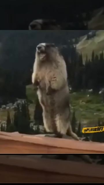 Растения для всех потребностей