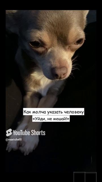 Чихуахуа Нина