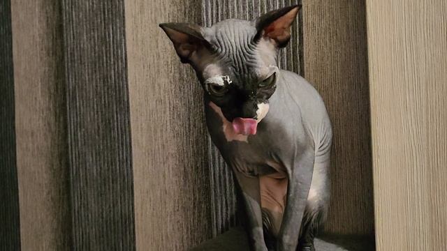 VID_20250208_194230.mp4