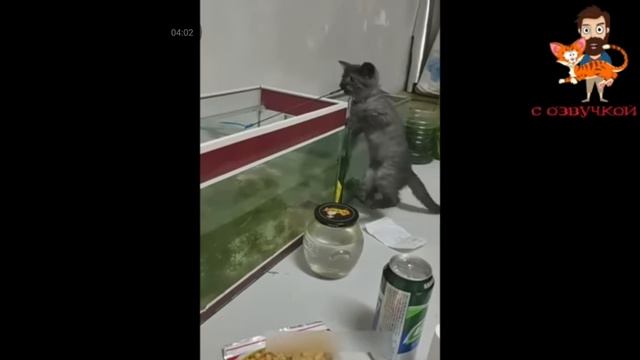 Смешные коты