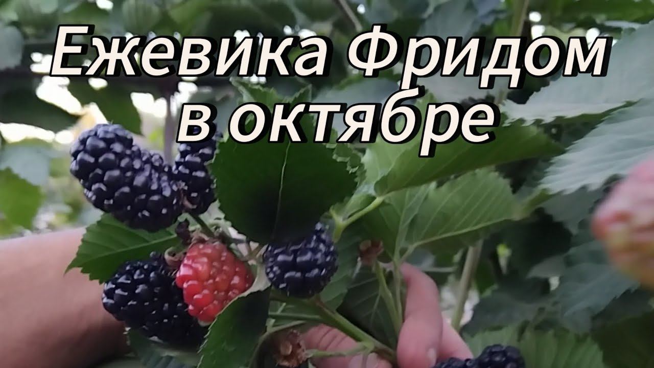 Ежевика Фридом в октябре