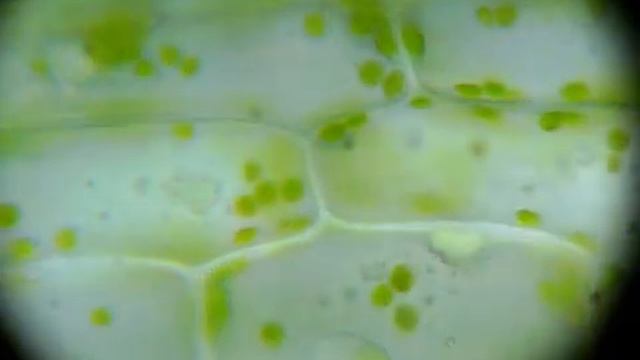 68e9c1d293c6b6b96f44c71e82f74dd0