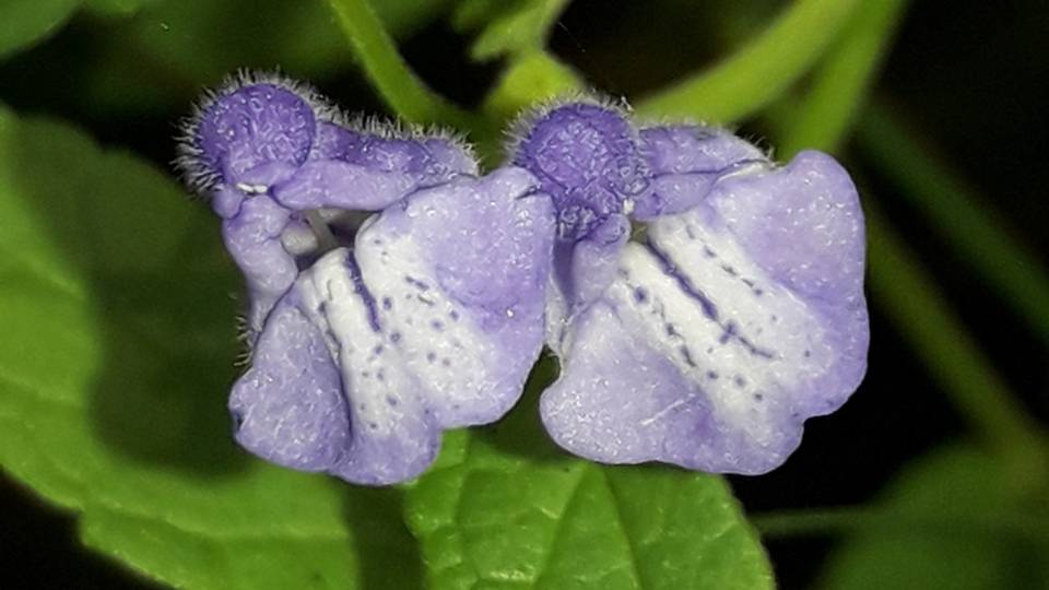 205. Шлемник обыкновенный - Scutellaria Galericulata
