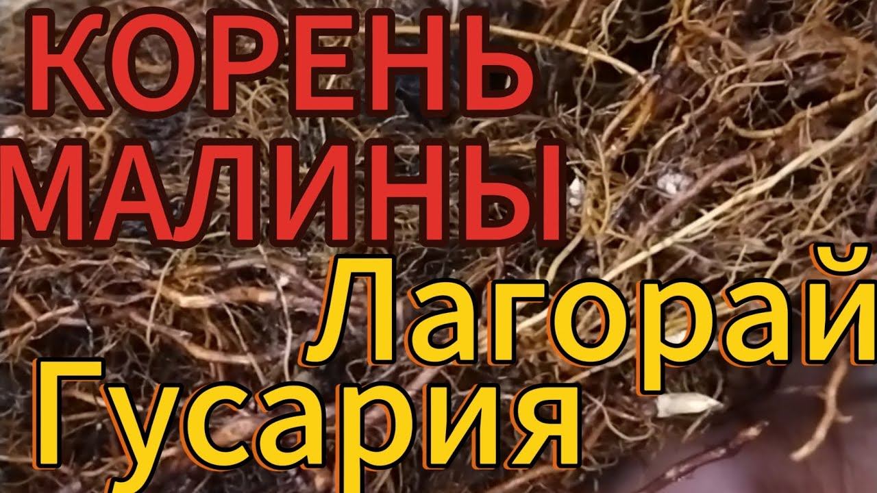 Корень малины-Лагорай и Гусария