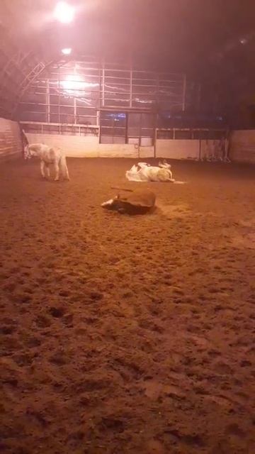 один из вечеров моих занятий🏇🐎🐴