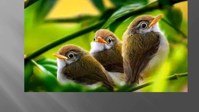 Алла Печень