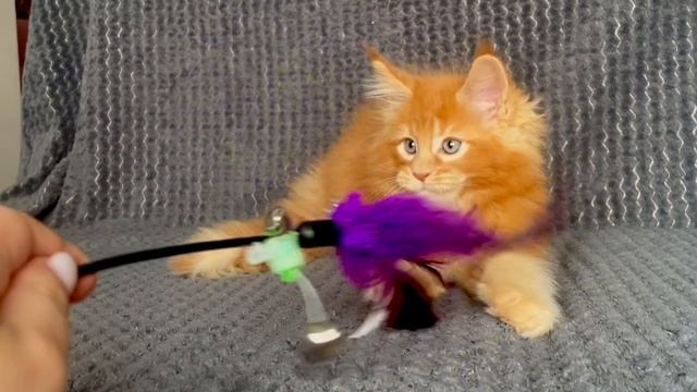 Olimp Paw Winner🐾