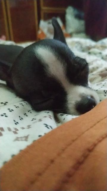 муси пуст спим🩷🐶