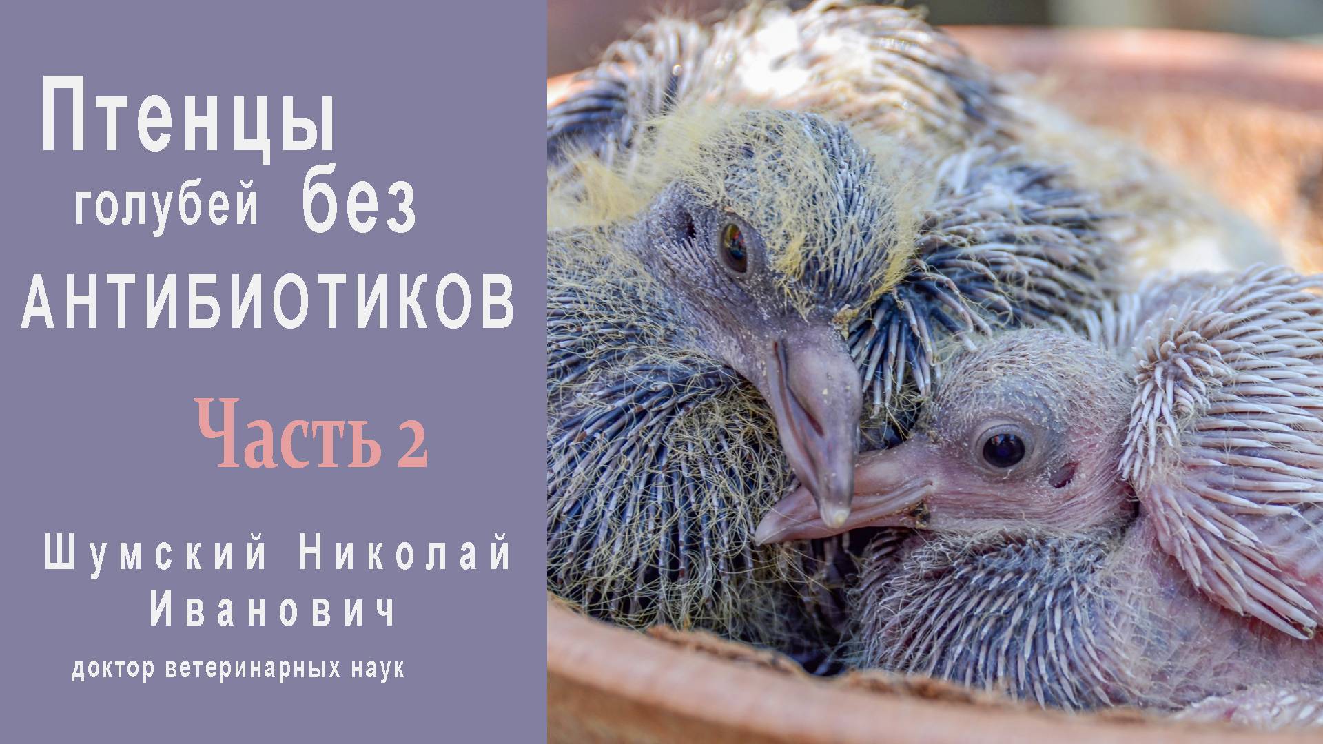 Птенцы голубей без антибиотиков: Часть 2 - Неспецифическая профилактика