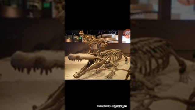 Топ 5 доисторических титанов.