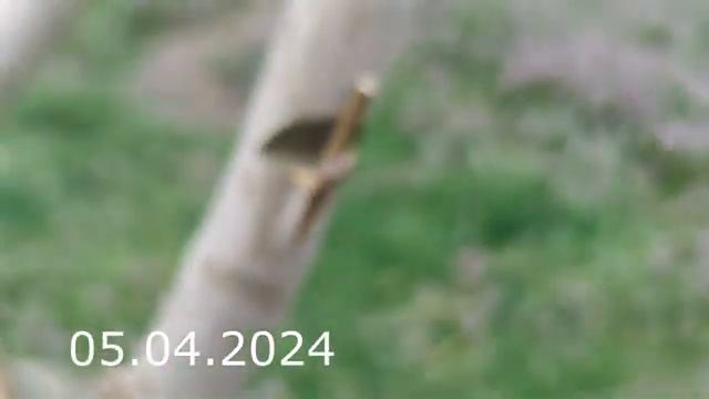 Методы прививок