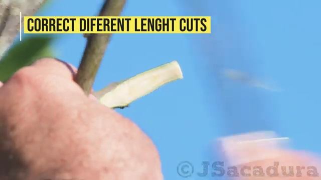 Методы прививок