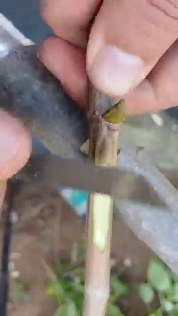 Методы прививок