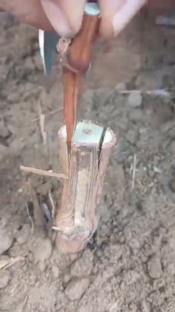 Методы прививок