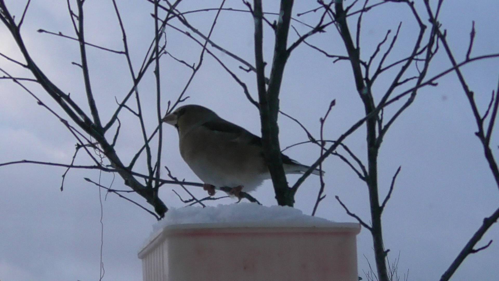 Новый гость. Дубонос обыкновенный