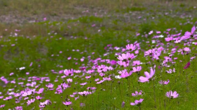Релакс с полевыми цветами