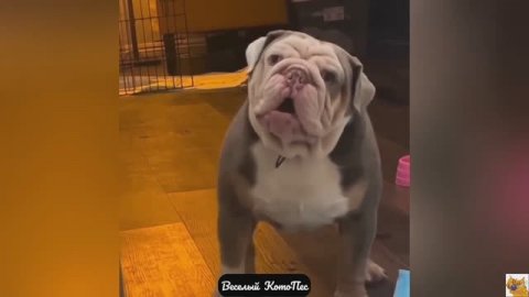 Cамые смешные видео с собаками, кошками и не только!
Новый выпуск "Веселй КотоПес" 3