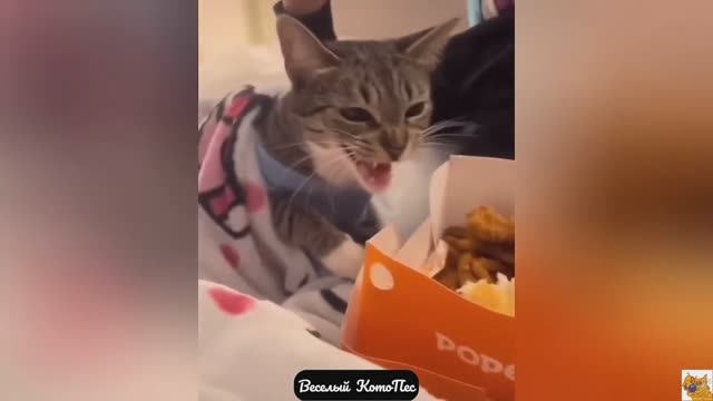Cамые смешные видео с собаками, кошками и не только!
Новый выпуск "Веселй КотоПес"  7
