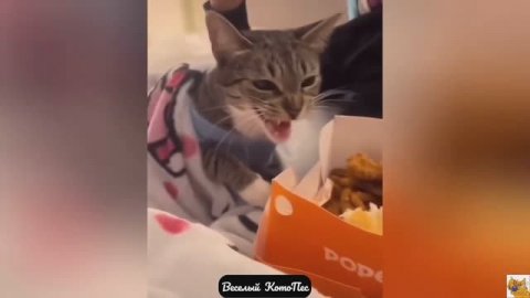 Cамые смешные видео с собаками, кошками и не только!
Новый выпуск "Веселй КотоПес" 7