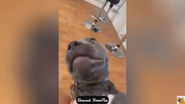 Новый выпуск самых смешных видео с собаками, кошками и не только!
Новый выпуск "Веселй КотоПес"  5