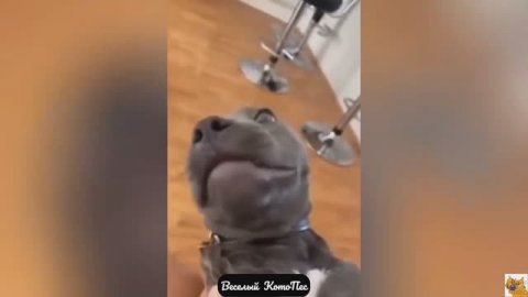 Новый выпуск самых смешных видео с собаками, кошками и не только!
Новый выпуск "Веселй КотоПес" 5