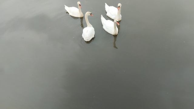 887e2dbc1ee00e49a53f69283412c248