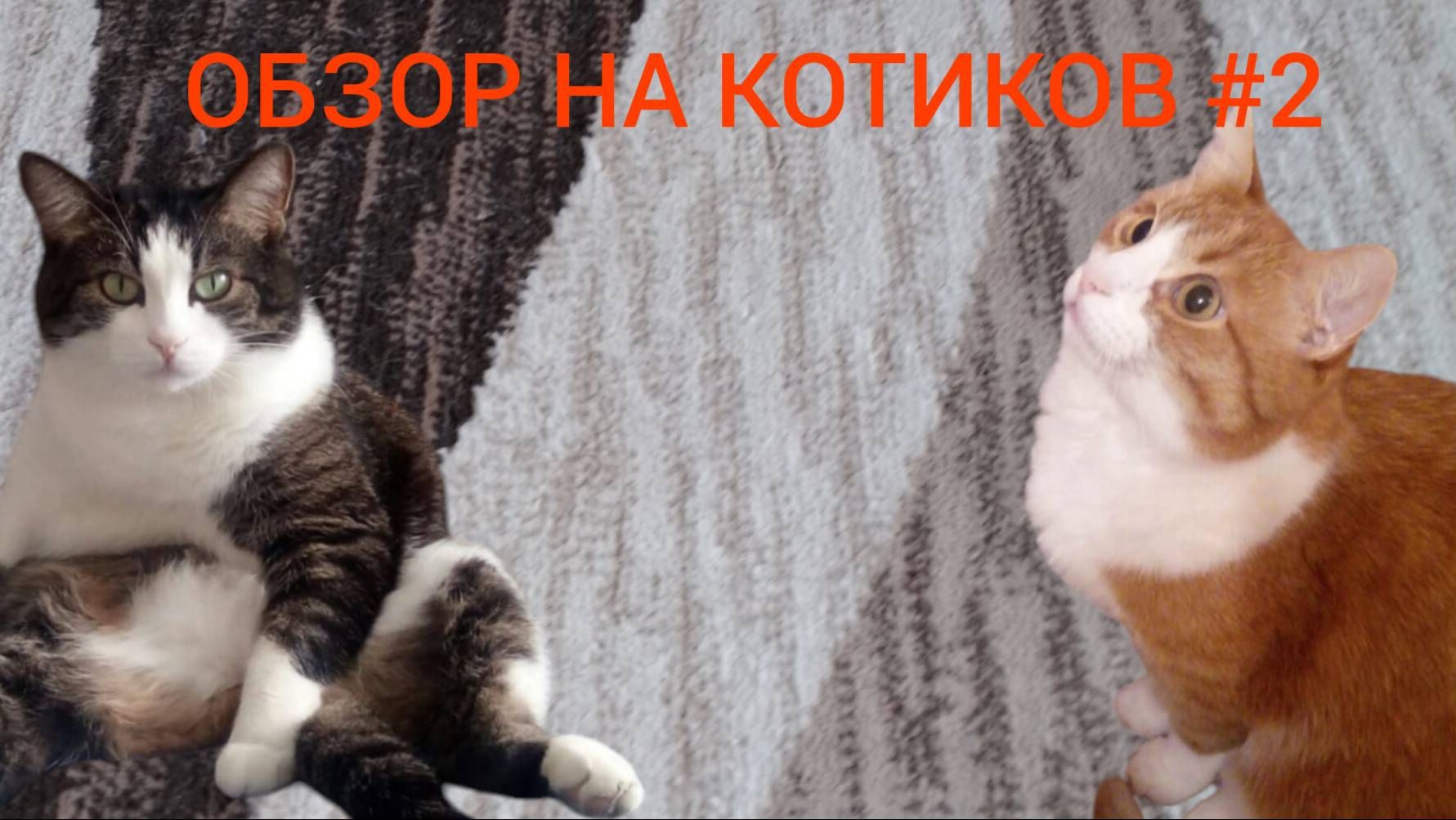 ОБЗОР НА КОТИКОВ #2