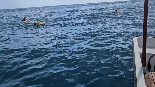 Занзибар. Плавание с дельфинами часть 3