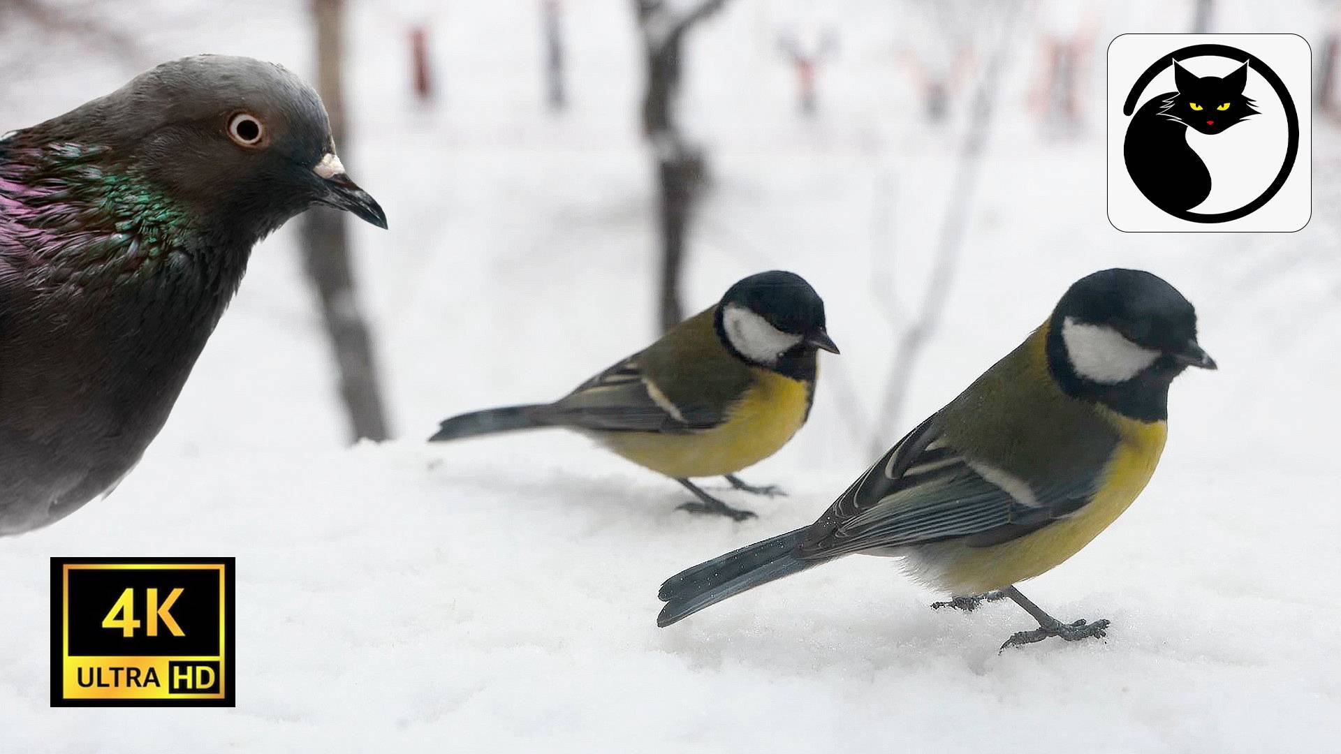 Кошка-кот ТВ. Развлекательное шоу для домашних кошачьих и их хозяев.