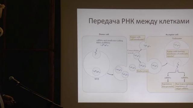 Микровезикулы (экзосомы) и их роль в коммуникации клеток иммунной системы.  Рубцов Ю.П 21.04.15  .