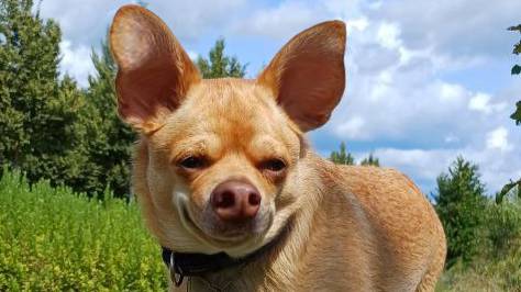 Кузьма Еленович